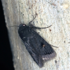 Proteuxoa atra at Wyanbene, NSW - 16 Apr 2021 07:08 PM