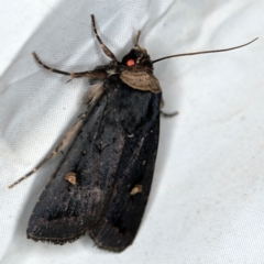 Proteuxoa testaceicollis (Tawny-coloured Noctuid) at Wyanbene, NSW - 16 Apr 2021 by ibaird