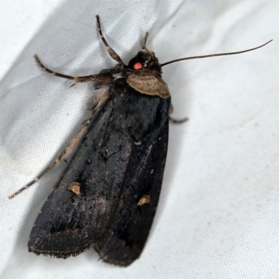 Proteuxoa testaceicollis (Tawny-coloured Noctuid) at Deua National Park (CNM area) - 16 Apr 2021 by ibaird