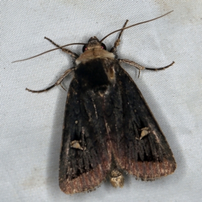 Proteuxoa testaceicollis (Tawny-coloured Noctuid) at Deua National Park (CNM area) - 16 Apr 2021 by ibaird