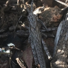 Coryphistes ruricola (Bark-mimicking Grasshopper) at Majura, ACT - 20 Apr 2021 by NedJohnston