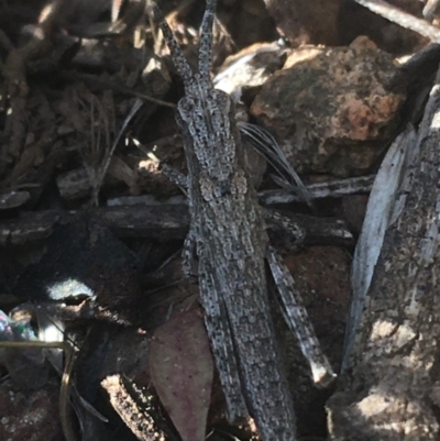 Coryphistes ruricola (Bark-mimicking Grasshopper) at Majura, ACT - 20 Apr 2021 by NedJohnston