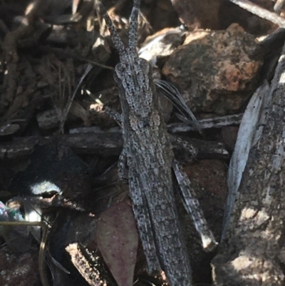 Coryphistes ruricola (Bark-mimicking Grasshopper) at Majura, ACT - 20 Apr 2021 by Ned_Johnston