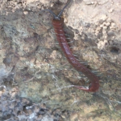 Scolopendromorpha (order) (A centipede) at Majura, ACT - 20 Apr 2021 by Ned_Johnston