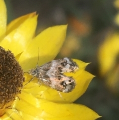 Tebenna micalis (Small Thistle Moth) at Majura, ACT - 20 Apr 2021 by Ned_Johnston