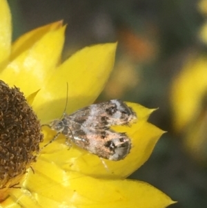 Tebenna micalis at Majura, ACT - 20 Apr 2021