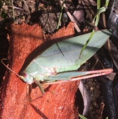 Caedicia simplex (Common Garden Katydid) at Majura, ACT - 20 Apr 2021 by Ned_Johnston