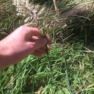 Holcus lanatus at Majura, ACT - 20 Apr 2021 10:31 AM