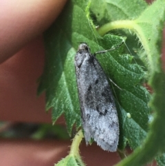 Oecophoridae (family) (Unidentified Oecophorid concealer moth) at Mount Majura - 20 Apr 2021 by Ned_Johnston