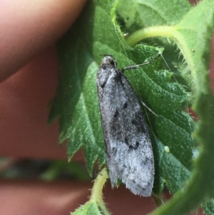 Oecophoridae (family) at Majura, ACT - 20 Apr 2021