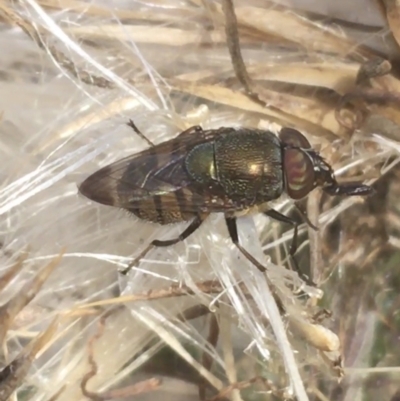 Stomorhina discolor (Snout fly) at Majura, ACT - 20 Apr 2021 by Ned_Johnston