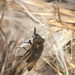 Stomorhina discolor at Majura, ACT - 20 Apr 2021