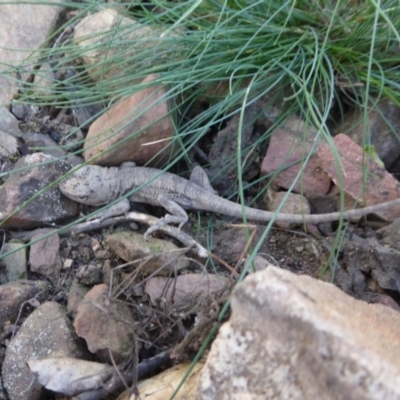 Amphibolurus muricatus (Jacky Lizard) at Bolaro, NSW - 16 Apr 2021 by DavidMcKay