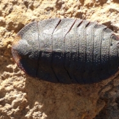 Laxta granicollis (Common bark or trilobite cockroach) at Majura, ACT - 20 Apr 2021 by trevorpreston
