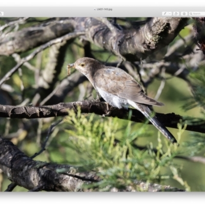 Cacomantis flabelliformis (Fan-tailed Cuckoo) at Penrose, NSW - 12 Apr 2021 by NigeHartley