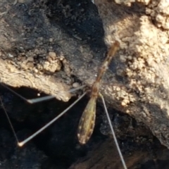 Leistarches serripes (Mantis assassin bug) at Majura, ACT - 20 Apr 2021 by trevorpreston