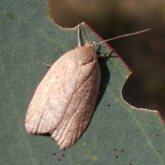 Heliocausta undescribed species (A Concealer moth (Wingia group)) at Majura, ACT - 20 Apr 2021 by trevorpreston