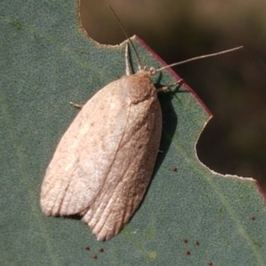 Heliocausta undescribed species at Majura, ACT - 20 Apr 2021 10:57 AM