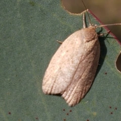 Heliocausta undescribed species at Majura, ACT - 20 Apr 2021 10:57 AM