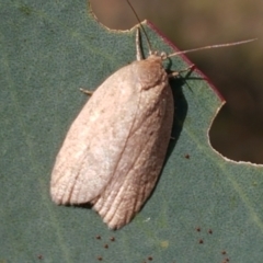 Heliocausta undescribed species at Majura, ACT - 20 Apr 2021 10:57 AM