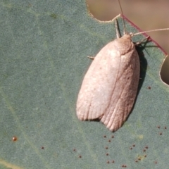 Heliocausta undescribed species at Majura, ACT - 20 Apr 2021 10:57 AM