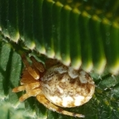 Araneus hamiltoni at Majura, ACT - 20 Apr 2021 11:07 AM