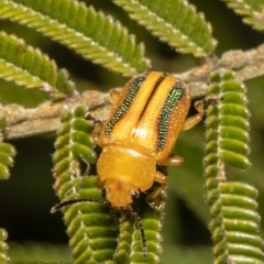 Calomela juncta (Leaf beetle) at Umbagong District Park - 20 Apr 2021 by Roger