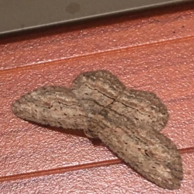 Ectropis excursaria (Common Bark Moth) at O'Connor, ACT - 20 Apr 2021 by NedJohnston