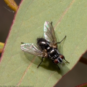 Tachinidae (family) at Bruce, ACT - 20 Apr 2021