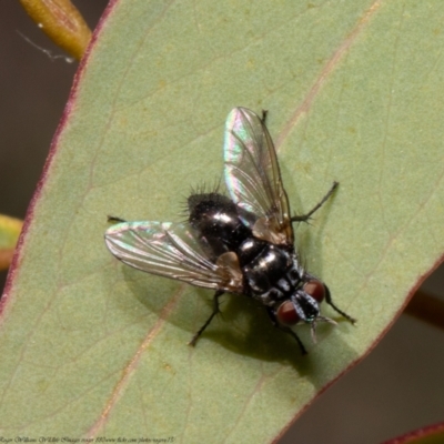 Tachinidae (family) (Unidentified Bristle fly) at Bruce, ACT - 20 Apr 2021 by Roger