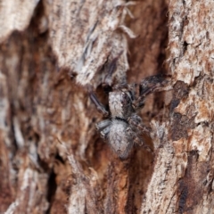 Servaea sp. (genus) (Unidentified Servaea jumping spider) at Majura, ACT - 19 Apr 2021 by DPRees125