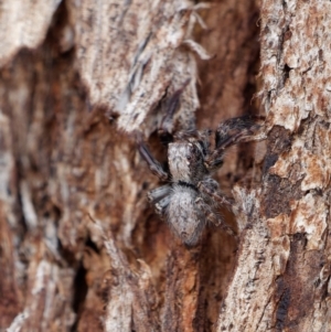 Servaea sp. (genus) at Majura, ACT - 19 Apr 2021