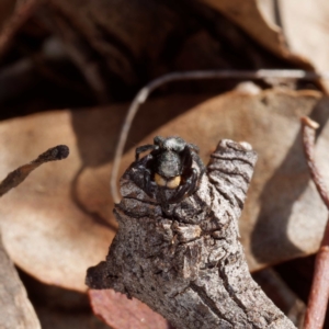 Salticidae sp. 'Golden palps' at Majura, ACT - 19 Apr 2021 01:54 PM