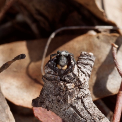 Salticidae sp. 'Golden palps' (Unidentified jumping spider) at Majura, ACT - 19 Apr 2021 by DPRees125