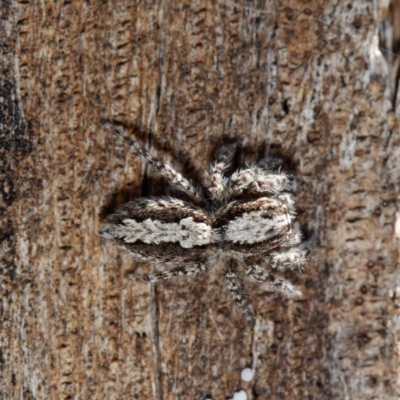 Clynotis severus (Stern Jumping Spider) at Mount Ainslie - 19 Apr 2021 by DPRees125