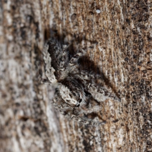 Clynotis severus at Majura, ACT - 19 Apr 2021 12:28 PM