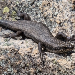 Egernia saxatilis (Black Rock Skink) at Tennent, ACT - 12 Apr 2021 by SWishart