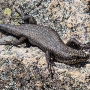 Egernia saxatilis at Tennent, ACT - 12 Apr 2021