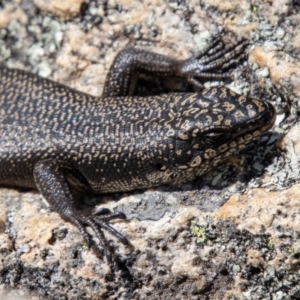 Egernia saxatilis at Tennent, ACT - 12 Apr 2021