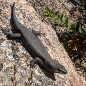 Egernia saxatilis at Tennent, ACT - 12 Apr 2021