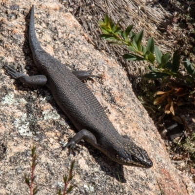 Egernia saxatilis (Black Rock Skink) at Tennent, ACT - 12 Apr 2021 by SWishart