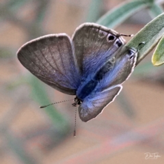 Lampides boeticus (Long-tailed Pea-blue) at ANBG - 20 Apr 2021 by dimageau