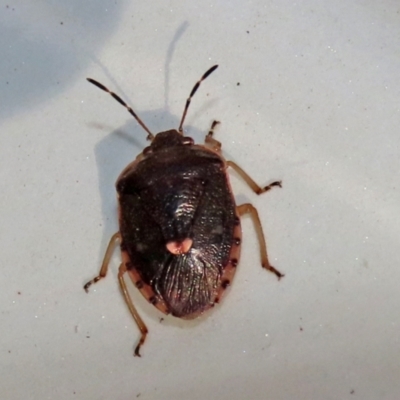 Pentatomoidea (superfamily) (Unidentified Shield or Stink bug) at Tidbinbilla Nature Reserve - 19 Apr 2021 by RodDeb