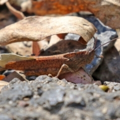 Goniaea australasiae (Gumleaf grasshopper) at Paddys River, ACT - 19 Apr 2021 by RodDeb