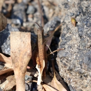 Goniaea australasiae at Paddys River, ACT - 19 Apr 2021 12:25 PM