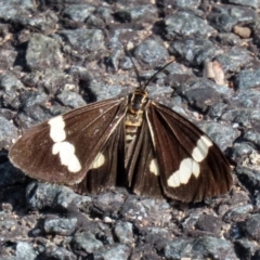 Nyctemera amicus (Senecio Moth, Magpie Moth, Cineraria Moth) at Tidbinbilla Nature Reserve - 19 Apr 2021 by RodDeb