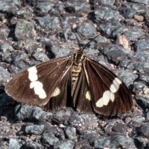 Nyctemera amicus at Paddys River, ACT - 19 Apr 2021