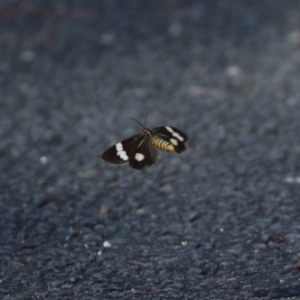 Nyctemera amicus at Paddys River, ACT - 19 Apr 2021