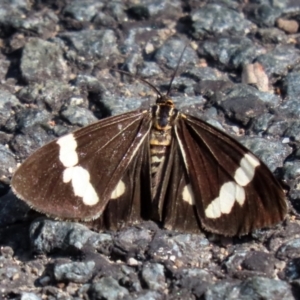 Nyctemera amicus at Paddys River, ACT - 19 Apr 2021