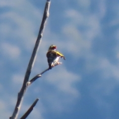 Carduelis carduelis (European Goldfinch) at Paddys River, ACT - 19 Apr 2021 by RodDeb